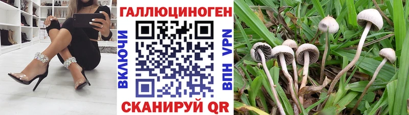 Купить закладки  Ногинск  Псилоцибиновые грибы Psilocybe 